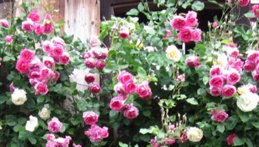 Infostand für Rosenfreunde